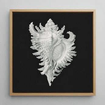 Cockle Shell - Ernst Haeckel Sea Life Art Print / Canvas Detailed Silver Seashell Artwork Intricately Rendered Fine Textures Ernst Haeckel