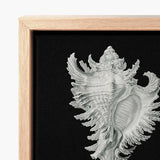 Cockle Shell - Ernst Haeckel Sea Life Art Print / Canvas Detailed Silver Seashell Artwork Light Wood Frame Black, Monochromatic Masterpiece