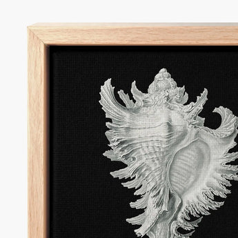 Cockle Shell - Ernst Haeckel Sea Life Art Print / Canvas Detailed Silver Seashell Artwork Light Wood Frame Black, Monochromatic Masterpiece