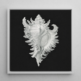Cockle Shell - Ernst Haeckel Sea Life Art Print / Canvas Detailed Silver Seashell Illustration Black Background Framed Sleek Ernst Haeckel