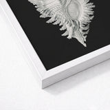 Cockle Shell - Ernst Haeckel Sea Life Art Print / Canvas Detailed Silver Illustration Black Background Framed Sleek, Monochromatic