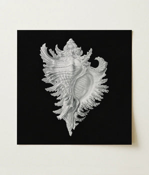 Cockle Shell - Ernst Haeckel Sea Life Art Print / Canvas Silver Conch Artwork Black Background