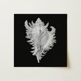 Cockle Shell - Ernst Haeckel Sea Life Art Print / Canvas Silver Conch Shell Artwork Black Background Ernst Haeckel Sea, Cockle Print,