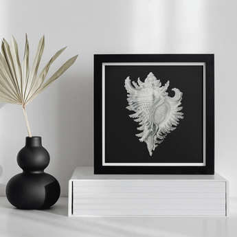 Cockle Shell - Ernst Haeckel Sea Life Art Print, Framed Black White Photograph Intricate Seashell