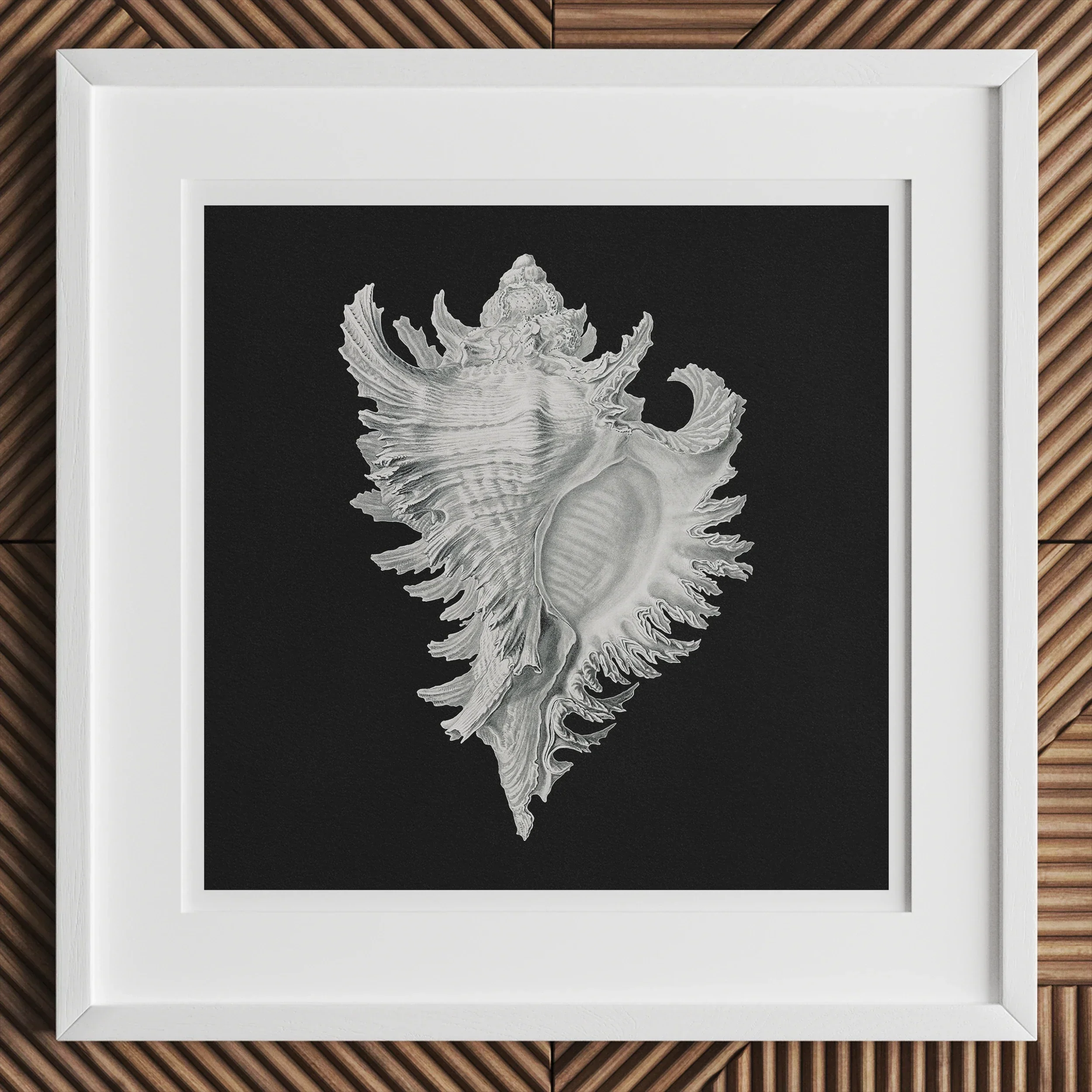 Cockle Shell - Ernst Haeckel Sea Life Art Print, Intricate White Seashell Spiky Protrusions Black Background