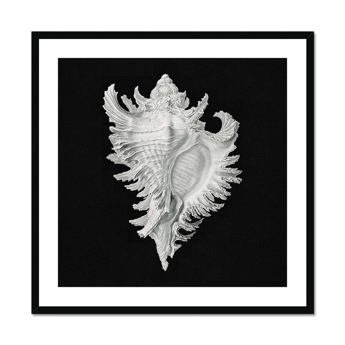 Cockle Shell - Ernst Haeckel Sea Life Art Print Posters Prints & Visual Artwork