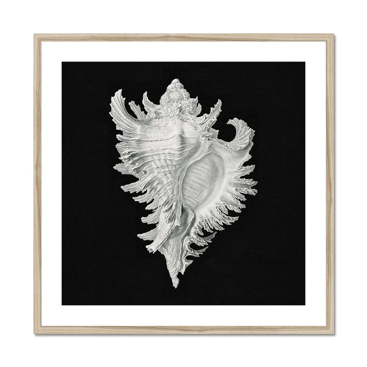 Cockle Shell - Ernst Haeckel Sea Life Art Print Posters Prints & Visual Artwork