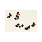 Woodblock Butterflies - Kamisaka Sekka Art Print 36’’x24’’ Posters Prints & Visual Artwork