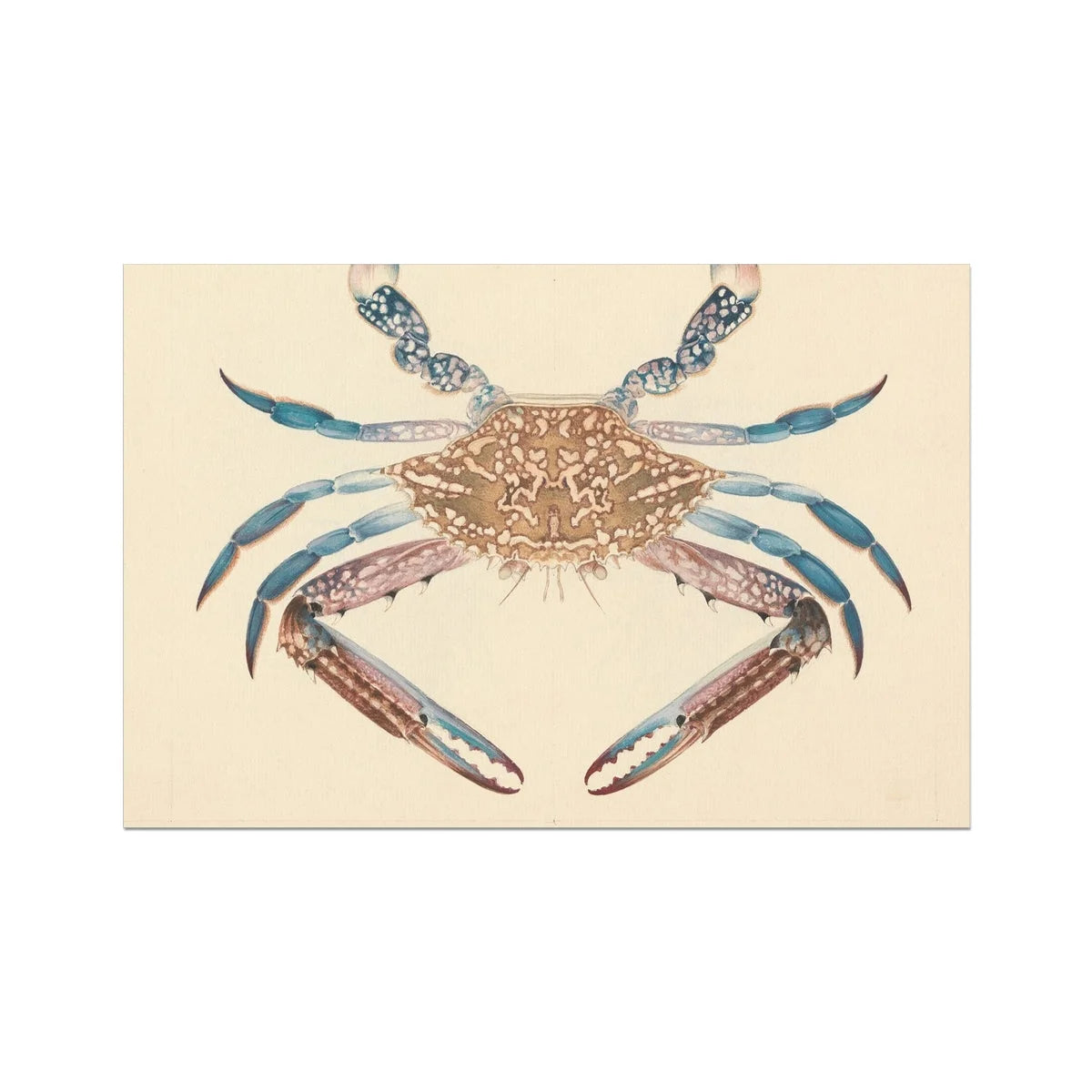 Blue Crab - Luigi Balugani Marine Life Art Print 36’’x24’’ Posters Prints & Visual Artwork