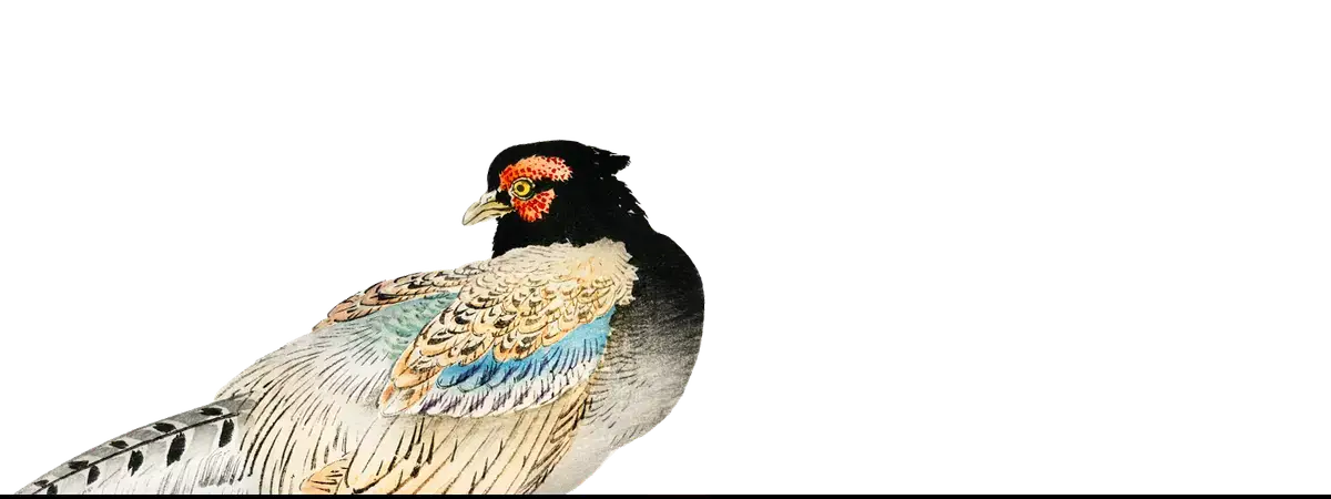 Colorful pheasant illustration art print by Taguchi Tomoki from Kōno Bairei collection