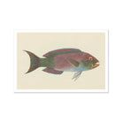 Queen Parrotfish - Luigi Balugani Sea Life Art Print Posters Prints & Visual Artwork