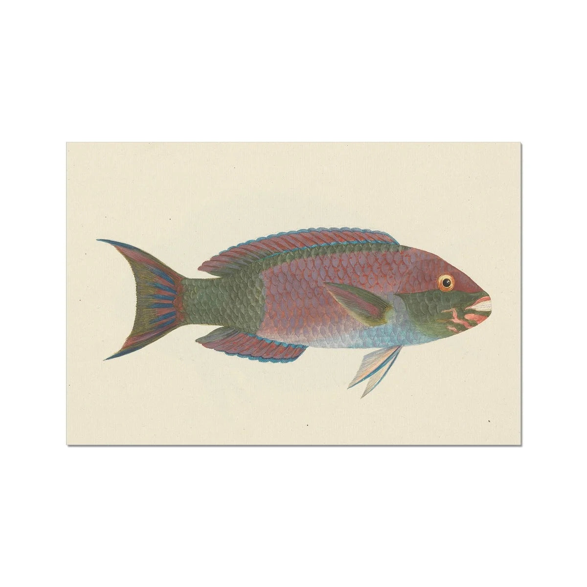 Queen Parrotfish - Luigi Balugani Sea Life Art Print 24’’x16’’ Posters Prints & Visual Artwork