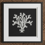 Coral - Ernst Haeckel Ocean Life Art Print, 12x12’’ / 31x31cm / Black Frame / 2’’ Matboard, Framed Black White Coral Botanical Print