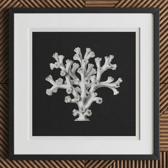 Coral - Ernst Haeckel Ocean Life Art Print, 12x12’’ / 31x31cm / Black Frame / 2’’ Matboard, Framed Black White Coral Botanical Print