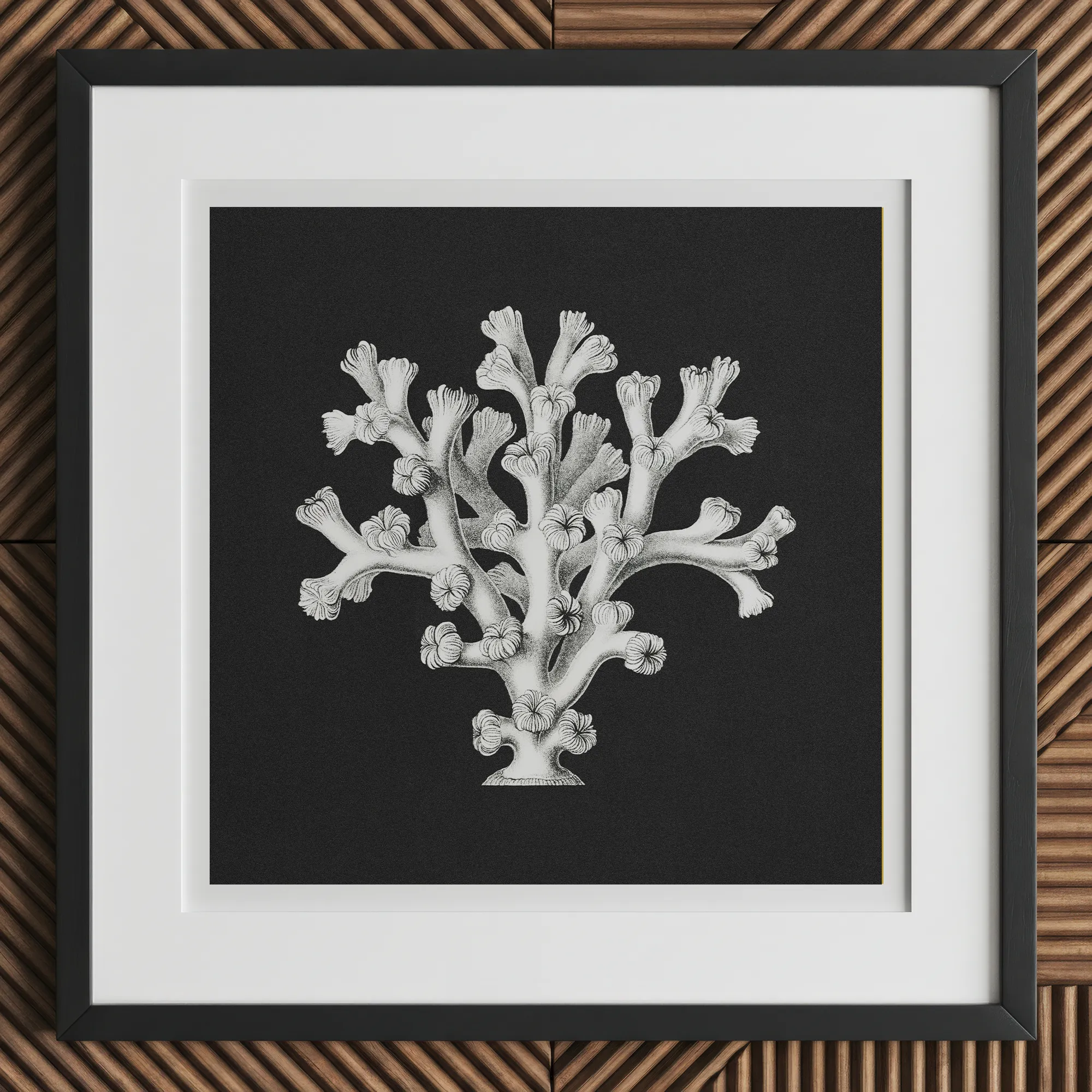 Coral - Ernst Haeckel Ocean Life Art Print, 12x12’’ / 31x31cm / Black Frame, Framed Black White Coral Botanical Print