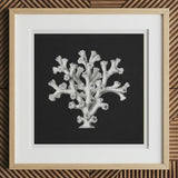Coral - Ernst Haeckel Ocean Life Art Print, 12x12’’ / 31x31cm / Natural Frame / 2’’ Matboard, Framed Black White Coral Art Print Light Wood
