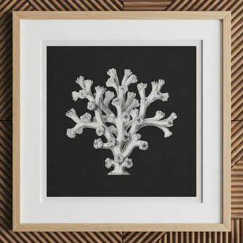 Coral - Ernst Haeckel Ocean Life Art Print, 12x12’’ / 31x31cm / Natural Frame / 2’’ Matboard, Framed Black White Coral Art Print Light Wood