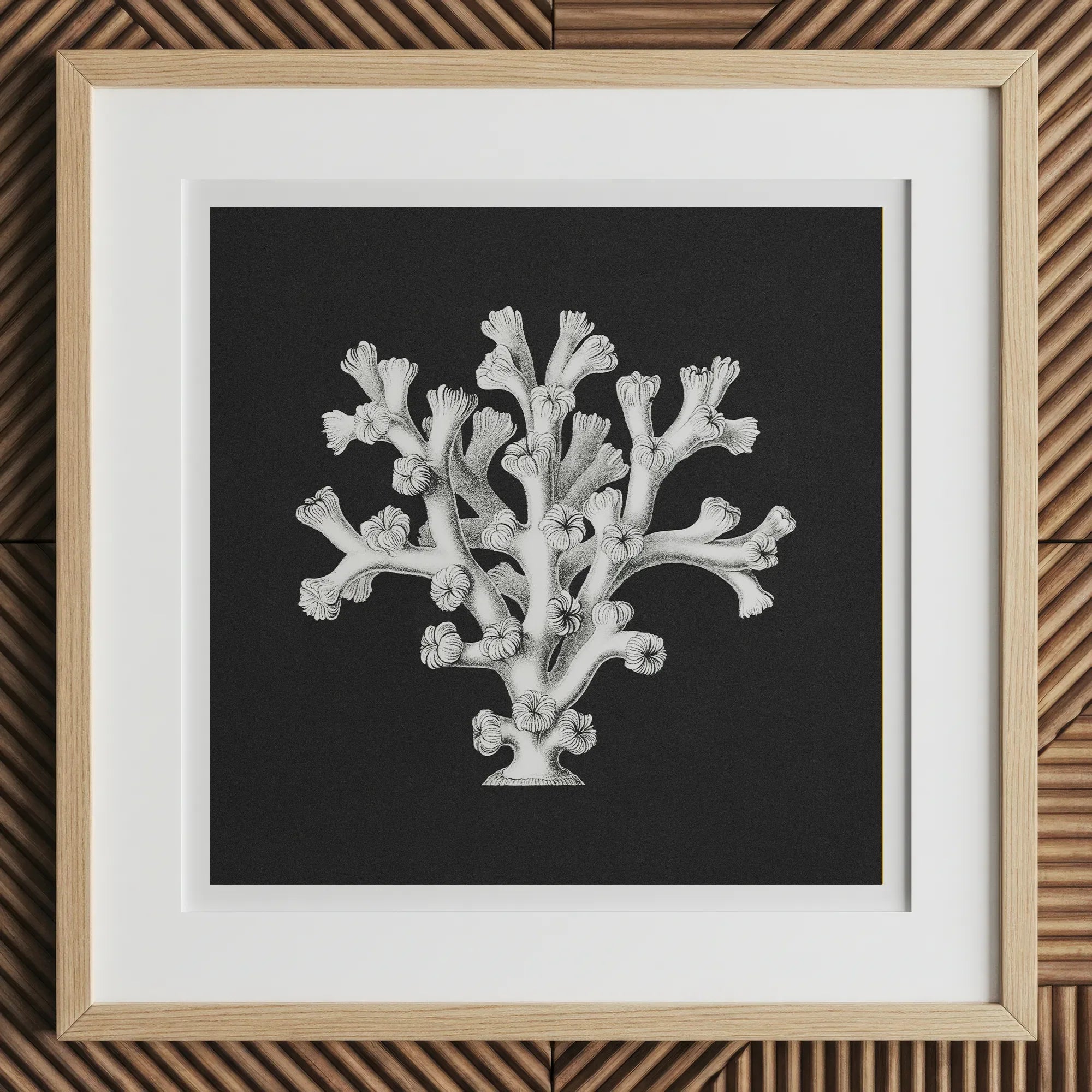 Coral - Ernst Haeckel Ocean Life Art Print, 12x12’’ / 31x31cm / Natural Frame, Framed Black White Coral Art Print Light Wood
