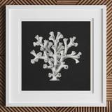 Coral - Ernst Haeckel Ocean Life Art Print, 12x12’’ / 31x31cm / White Frame / 2’’ Matboard, Framed Black White Coral Print Border