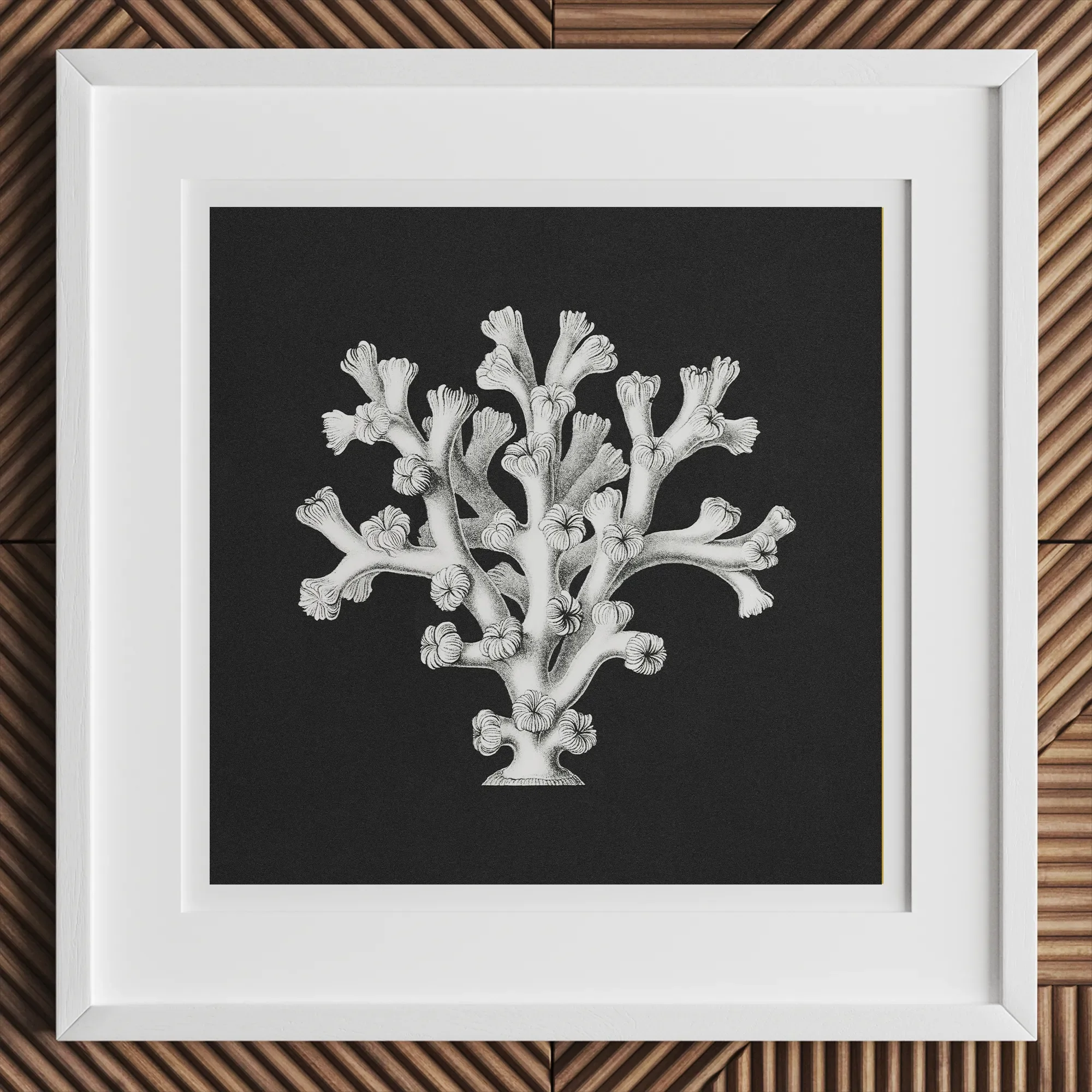 Coral - Ernst Haeckel Ocean Life Art Print, 12x12’’ / 31x31cm / White Frame, Framed Black White Coral Print Border
