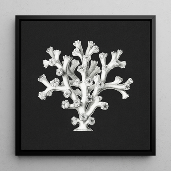 Coral - Ernst Haeckel Ocean Life Art Print / Canvas, 12x12’’ / 31x31cm / Black Frame, Posters Prints & Visual Artwork, Toby Leon