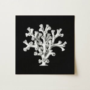 Coral - Ernst Haeckel Ocean Life Art Print / Canvas, 12x12’’ / 31x31cm / Unframed / no Border, Posters Prints & Visual Artwork, Toby Leon