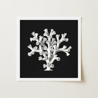 Coral - Ernst Haeckel Ocean Life Art Print / Canvas Detailed Black-and-white Illustration Reef Rendered Fine Line Haeckel’s Oceanic,