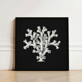 Black-framed Artwork Detailed White Botanical Illustration Coral Black Ernst Haeckel’s Oceanic, Portfolio, Haeckel Ocean Life