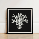 Black-framed Art Print Detailed White Coral Illustration Black Ernst Haeckel’s Oceanic, Portfolio, Haeckel Ocean Life