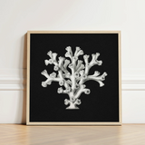Framed Black-and-white Illustration Coral Reef Elegant Light Wood Ernst Haeckel’s Oceanic, Portfolio, Haeckel Ocean Life