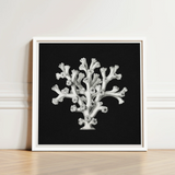 Framed Black-and-white Illustration Coral Reef Ornate White Frame Ernst Haeckel’s Oceanic, Portfolio, Haeckel Ocean Life