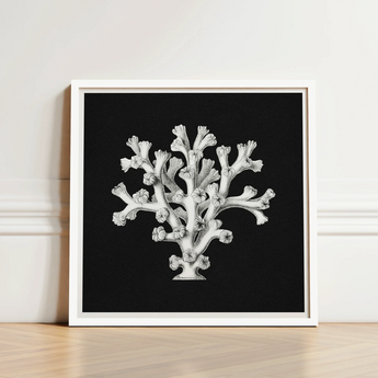 Framed Black-and-white Illustration Coral Reef Ornate White Frame Ernst Haeckel’s Oceanic, Portfolio, Haeckel Ocean Life