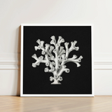Framed Black-and-white Illustration Coral Reef Detailed Intricate Line Ernst Haeckel’s Oceanic, Portfolio, Haeckel Ocean Life