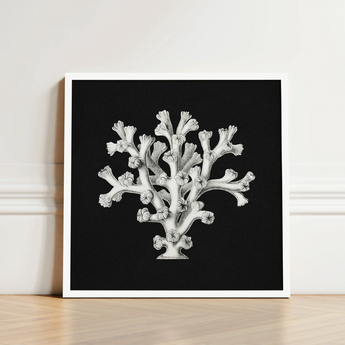 Framed Black-and-white Illustration Coral Reef Detailed Intricate Line Ernst Haeckel’s Oceanic, Portfolio, Haeckel Ocean Life