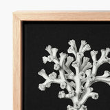 Coral - Ernst Haeckel Ocean Life Art Print / Canvas Black Artwork Detailed White Illustration Framed Haeckel’s Oceanic, Portfolio, Prints