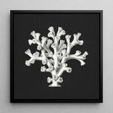 Coral - Ernst Haeckel Ocean Life Art Print / Canvas Black-framed Artwork Detailed White Coral Illustration Dark Background Ernst Haeckel’s