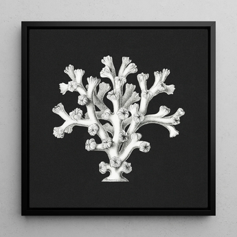 Coral - Ernst Haeckel Ocean Life Art Print / Canvas Black-framed Artwork Detailed White Coral Illustration Dark Background Ernst Haeckel’s
