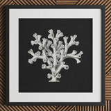 Coral - Ernst Haeckel Ocean Life Art Print / Canvas Black-framed Artwork Detailed White Line Coral Dark Background Ernst Haeckel’s Oceanic,
