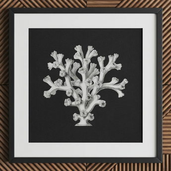 Coral - Ernst Haeckel Ocean Life Art Print / Canvas Black-framed Artwork Detailed White Line Coral Dark Background Ernst Haeckel’s Oceanic,