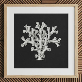 Coral - Ernst Haeckel Ocean Life Art Print / Canvas Detailed Black-and-white Illustration Coral Reef Framed Light Wood Ernst Haeckel’s