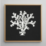 Coral - Ernst Haeckel Ocean Life Art Print / Canvas, Posters Prints & Visual Artwork, Toby Leon