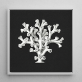 Coral - Ernst Haeckel Ocean Life Art Print / Canvas Framed Black-and-white Illustration Coral Reef Rendered Detailed Line Ernst Haeckel’s