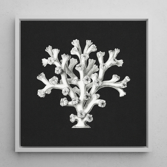 Coral - Ernst Haeckel Ocean Life Art Print / Canvas Framed Black-and-white Illustration Coral Reef Rendered Detailed Line Ernst Haeckel’s