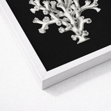 White-framed Black-and-white Coral Illustration Print Ernst Haeckel’s Oceanic, Portfolio, Haeckel Ocean Life