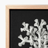 Black Canvas Artwork Detailed White Coral Illustration Framed Ernst Haeckel’s Oceanic, Portfolio, Haeckel Ocean Life