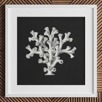 Coral - Ernst Haeckel Ocean Life Art Print / Canvas White-framed Artwork Detailed Black-and-white Illustration Coral Dark Background Ernst