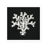 Coral - Ernst Haeckel Ocean Life Art Print / Canvas White Coral Specimen Tree-like Structure Ernst Haeckel’s Oceanic, Oceanic Portfolio,