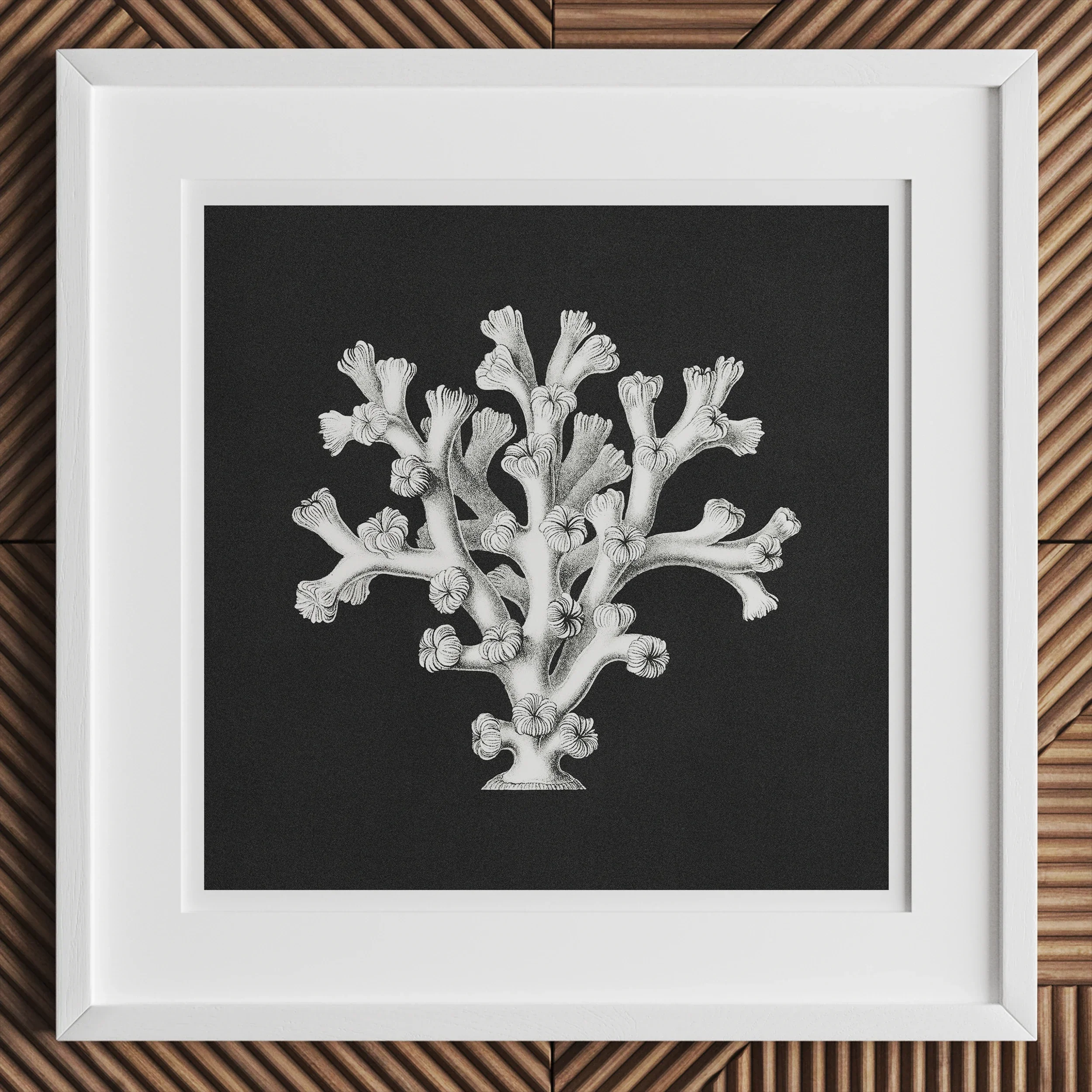 Coral - Ernst Haeckel Ocean Life Art Print, White Coral-like Structure Formations Dark Background