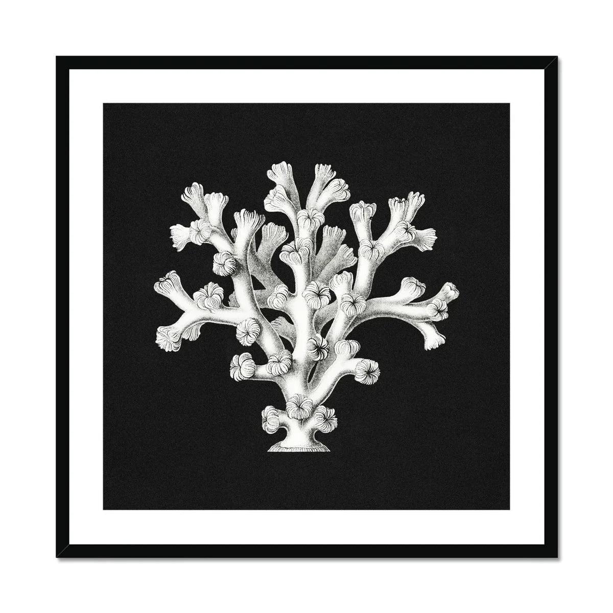 Coral Ernst Haeckel Ocean Life Art Print, White Coral Like Structure Formations Dark Backdrop