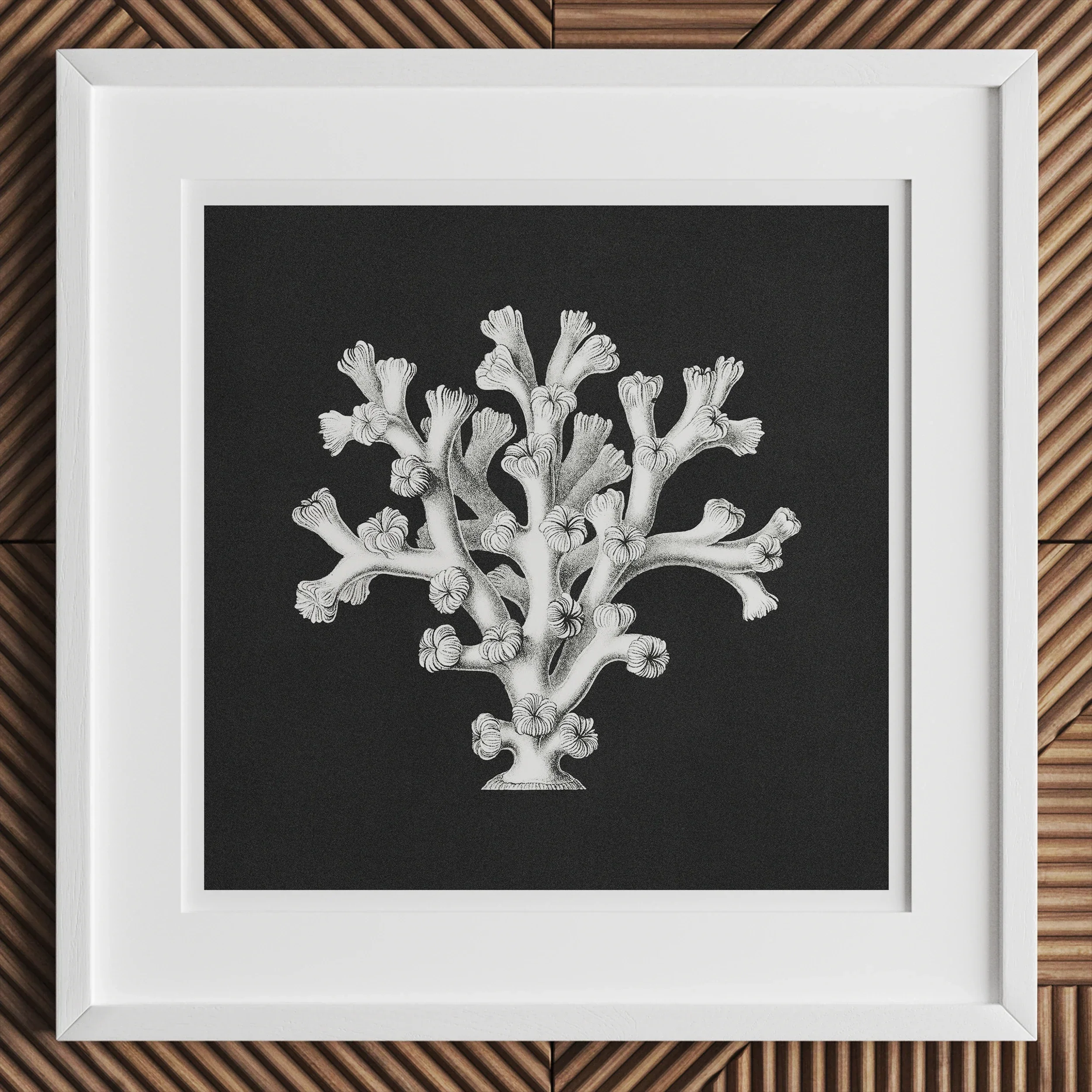 Coral Ernst Haeckel Ocean Life Art Print, White Coral Like Structure Formations Dark Background